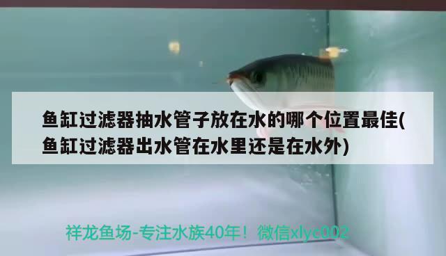 魚缸過濾器抽水管子放在水的哪個(gè)位置最佳(魚缸過濾器出水管在水里還是在水外)