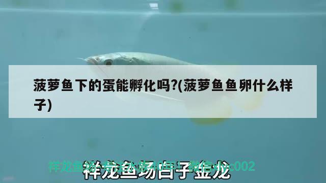 菠蘿魚下的蛋能孵化嗎?(菠蘿魚魚卵什么樣子)