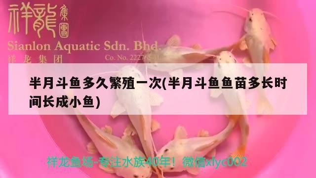 半月斗魚多久繁殖一次(半月斗魚魚苗多長(zhǎng)時(shí)間長(zhǎng)成小魚) 觀賞魚