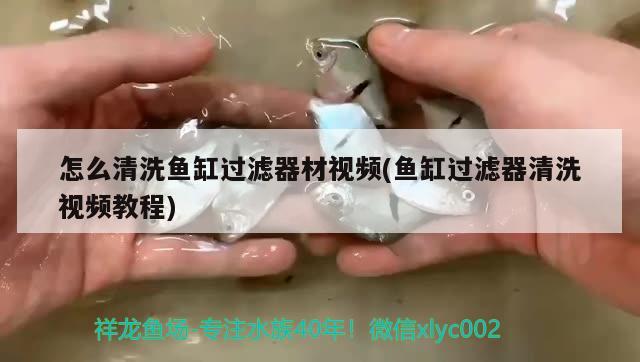 怎么清洗魚缸過濾器材視頻(魚缸過濾器清洗視頻教程)