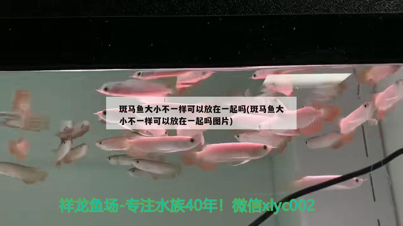 斑馬魚大小不一樣可以放在一起嗎(斑馬魚大小不一樣可以放在一起嗎圖片)