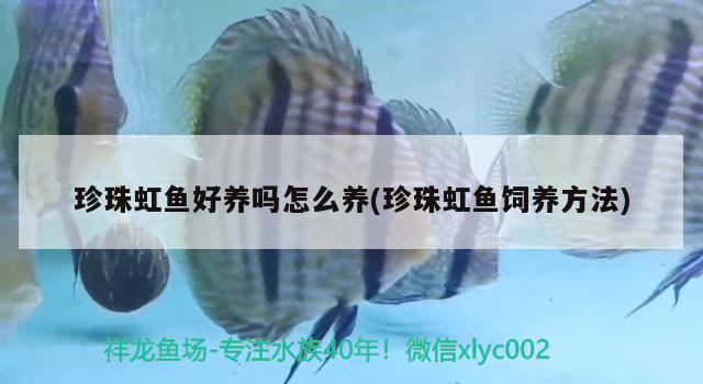 珍珠虹魚好養(yǎng)嗎怎么養(yǎng)(珍珠虹魚飼養(yǎng)方法)