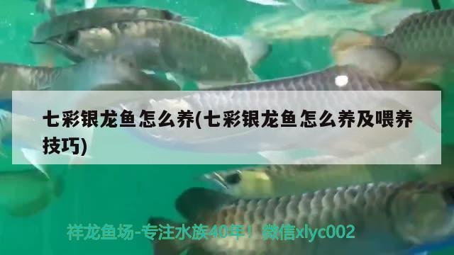 七彩銀龍魚(yú)怎么養(yǎng)(七彩銀龍魚(yú)怎么養(yǎng)及喂養(yǎng)技巧)