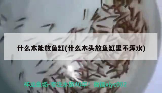 什么木能放魚缸(什么木頭放魚缸里不渾水)