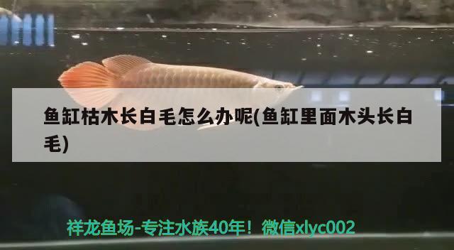 魚缸枯木長(zhǎng)白毛怎么辦呢(魚缸里面木頭長(zhǎng)白毛) 三間鼠魚