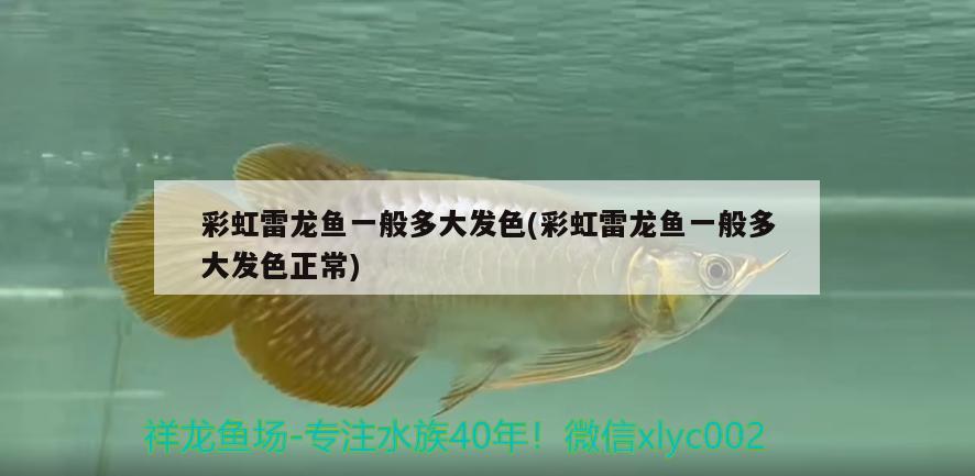 彩虹雷龍魚(yú)一般多大發(fā)色(彩虹雷龍魚(yú)一般多大發(fā)色正常)