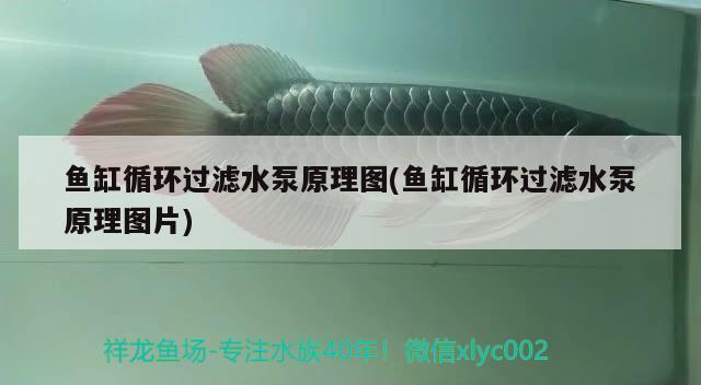 魚缸循環(huán)過濾水泵原理圖(魚缸循環(huán)過濾水泵原理圖片)