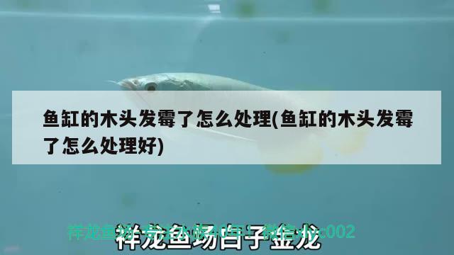 魚缸的木頭發(fā)霉了怎么處理(魚缸的木頭發(fā)霉了怎么處理好)