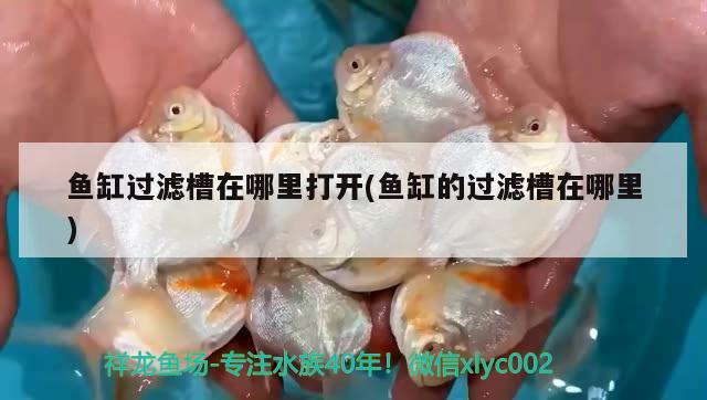 魚缸過濾槽在哪里打開(魚缸的過濾槽在哪里) 龍魚芯片掃碼器