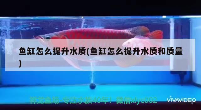 魚缸怎么提升水質(zhì)(魚缸怎么提升水質(zhì)和質(zhì)量) 三間鼠魚苗