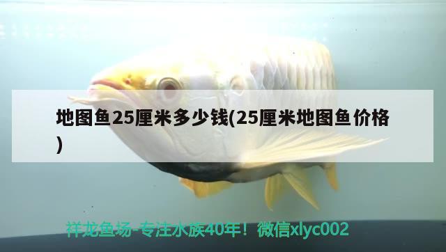 地圖魚25厘米多少錢(25厘米地圖魚價(jià)格) 觀賞魚