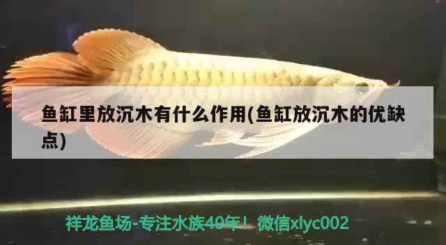 魚(yú)缸里放沉木有什么作用(魚(yú)缸放沉木的優(yōu)缺點(diǎn))