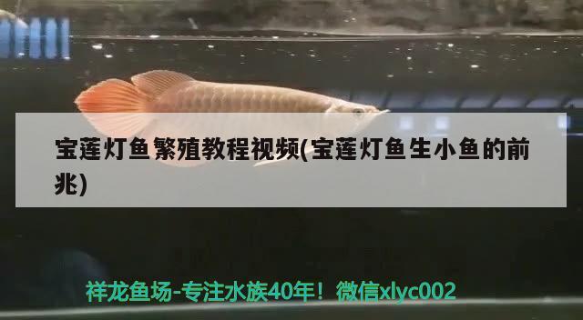 寶蓮燈魚繁殖教程視頻(寶蓮燈魚生小魚的前兆) 觀賞魚