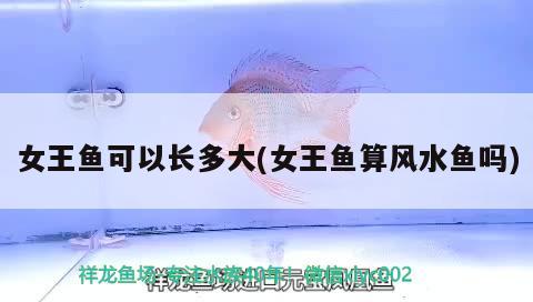 女王魚可以長多大(女王魚算風(fēng)水魚嗎) 魚缸風(fēng)水