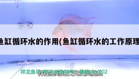 魚(yú)缸循環(huán)水的作用(魚(yú)缸循環(huán)水的工作原理) 黃金達(dá)摩魚(yú)