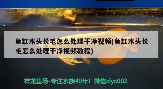 魚缸木頭長毛怎么處理干凈視頻(魚缸木頭長毛怎么處理干凈視頻教程)