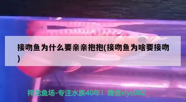 接吻魚為什么要親親抱抱(接吻魚為啥要接吻)