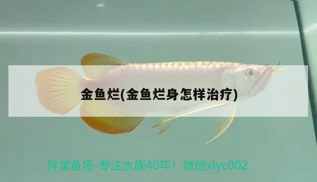 金魚爛(金魚爛身怎樣治療) 觀賞魚