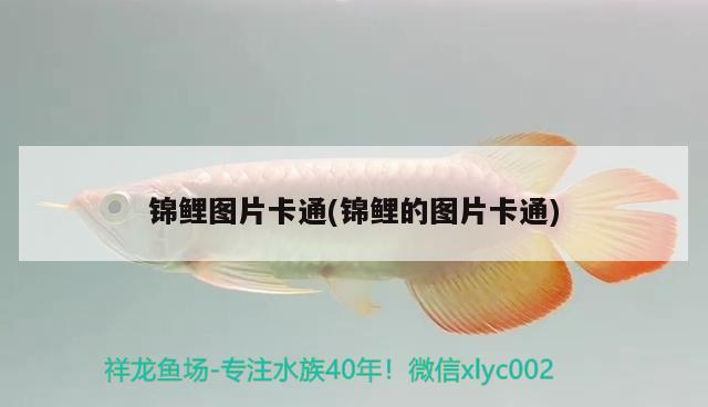 錦鯉圖片卡通(錦鯉的圖片卡通) 觀賞魚