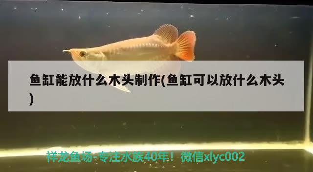 魚缸能放什么木頭制作(魚缸可以放什么木頭)