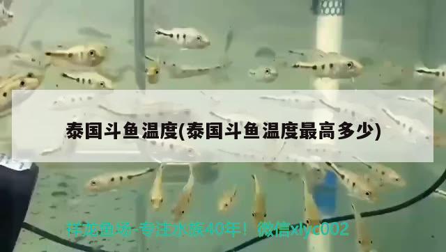 泰國斗魚溫度(泰國斗魚溫度最高多少) 泰國斗魚