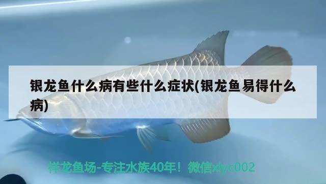 銀龍魚什么病有些什么癥狀(銀龍魚易得什么病)