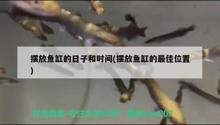 擺放魚缸的日子和時間(擺放魚缸的最佳位置)