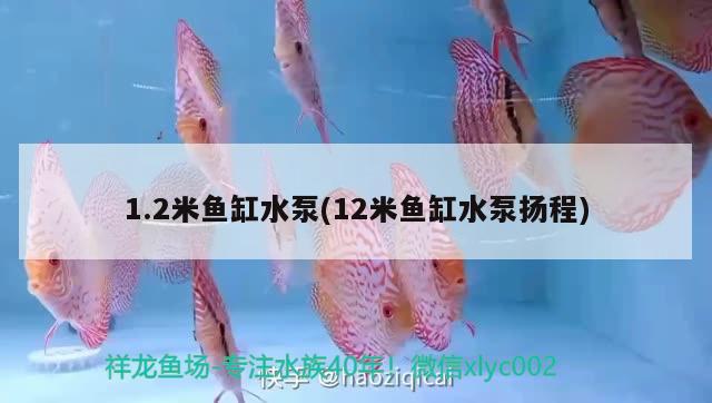 1.2米魚缸水泵(12米魚缸水泵揚(yáng)程)