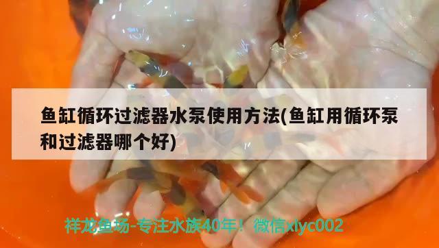 魚缸循環(huán)過濾器水泵使用方法(魚缸用循環(huán)泵和過濾器哪個好)