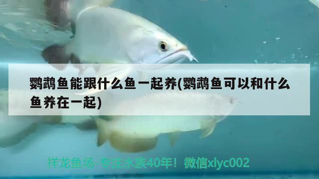 鸚鵡魚能跟什么魚一起養(yǎng)(鸚鵡魚可以和什么魚養(yǎng)在一起)