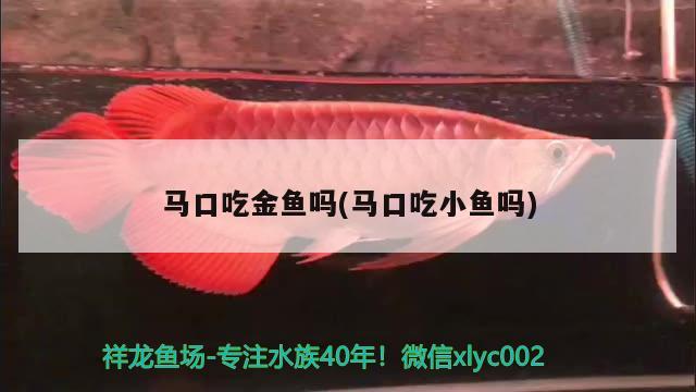 馬口吃金魚嗎(馬口吃小魚嗎) 觀賞魚