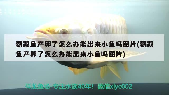 鸚鵡魚產(chǎn)卵了怎么辦能出來(lái)小魚嗎圖片(鸚鵡魚產(chǎn)卵了怎么辦能出來(lái)小魚嗎圖片)