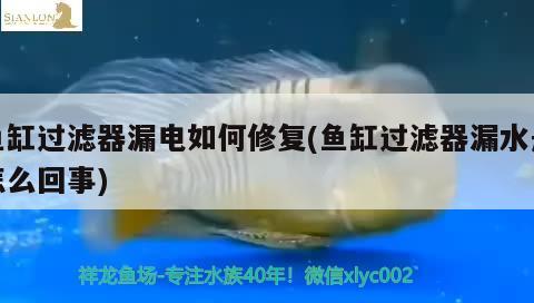 魚缸過濾器漏電如何修復(fù)(魚缸過濾器漏水是怎么回事)