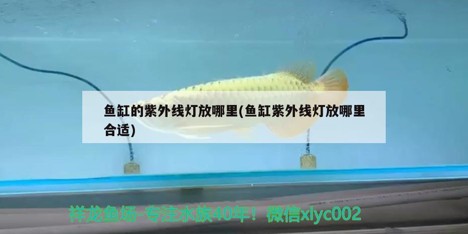 魚缸的紫外線燈放哪里(魚缸紫外線燈放哪里合適) 南美異形觀賞魚