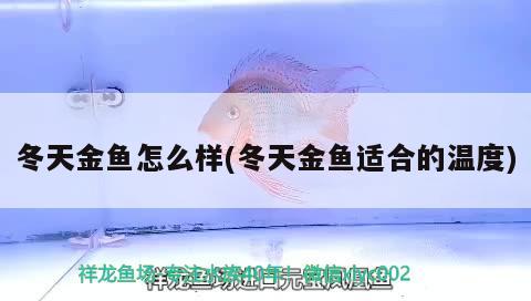 冬天金魚怎么樣(冬天金魚適合的溫度) 觀賞魚 第2張