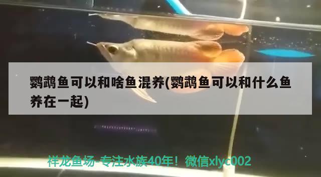 鸚鵡魚可以和啥魚混養(yǎng)(鸚鵡魚可以和什么魚養(yǎng)在一起)