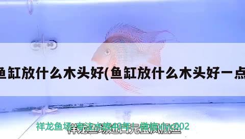 魚缸放什么木頭好(魚缸放什么木頭好一點)