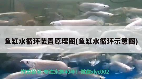 魚缸水循環(huán)裝置原理圖(魚缸水循環(huán)示意圖) 成吉思汗鯊（球鯊）魚