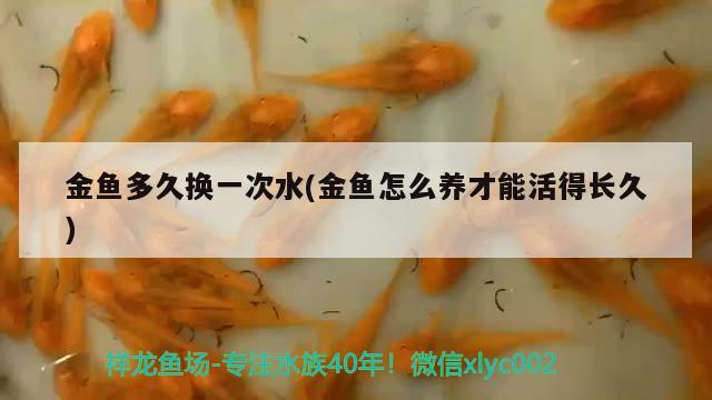 金魚多久換一次水(金魚怎么養(yǎng)才能活得長久)