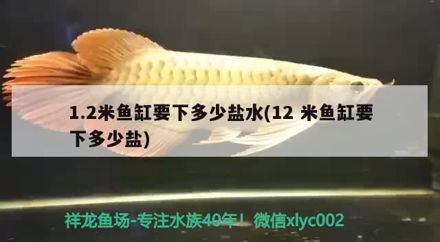 1.2米魚(yú)缸要下多少鹽水(12米魚(yú)缸要下多少鹽) 水草