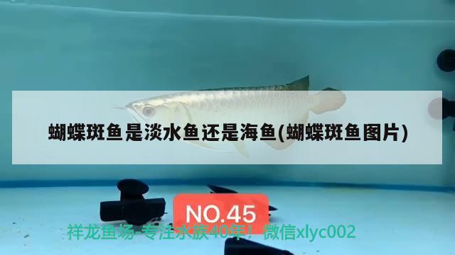 蝴蝶斑魚是淡水魚還是海魚(蝴蝶斑魚圖片)