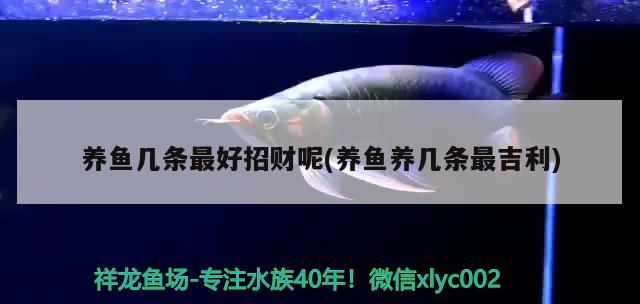 養(yǎng)魚幾條最好招財(cái)呢(養(yǎng)魚養(yǎng)幾條最吉利) 觀賞魚