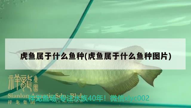 虎魚(yú)屬于什么魚(yú)種(虎魚(yú)屬于什么魚(yú)種圖片) 虎魚(yú)百科