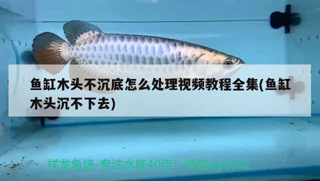 魚缸木頭不沉底怎么處理視頻教程全集(魚缸木頭沉不下去) 福滿鉆魚