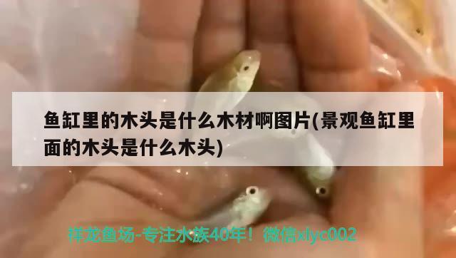 魚缸里的木頭是什么木材啊圖片(景觀魚缸里面的木頭是什么木頭) 細線銀板魚苗