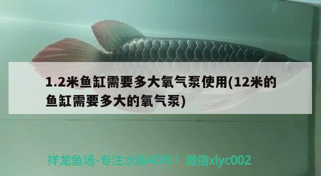 1.2米魚缸需要多大氧氣泵使用(12米的魚缸需要多大的氧氣泵)