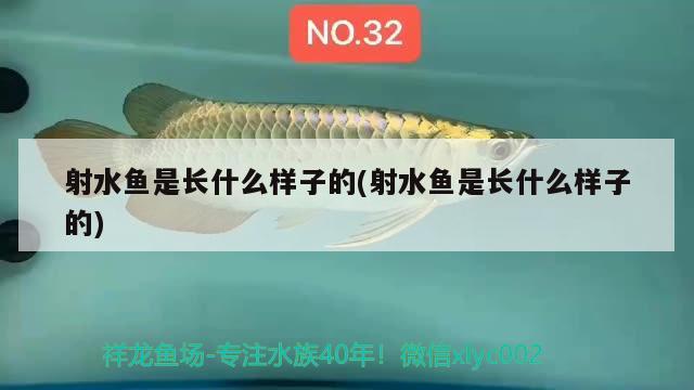 射水魚是長什么樣子的(射水魚是長什么樣子的)