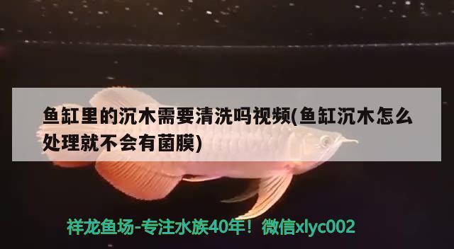 魚缸里的沉木需要清洗嗎視頻(魚缸沉木怎么處理就不會有菌膜) 戰(zhàn)車紅龍魚