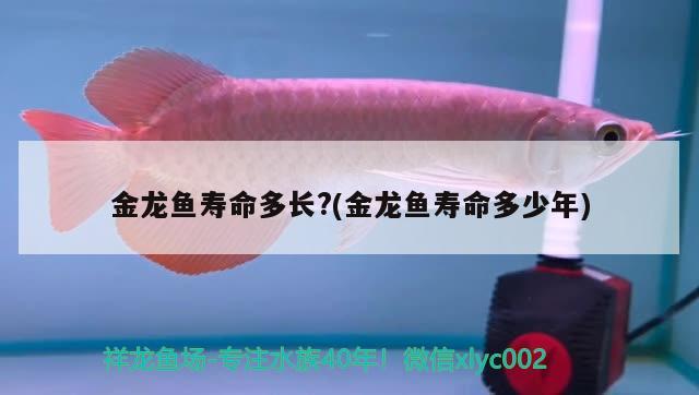 金龍魚壽命多長?(金龍魚壽命多少年)