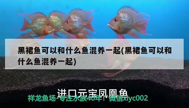 黑裙魚(yú)可以和什么魚(yú)混養(yǎng)一起(黑裙魚(yú)可以和什么魚(yú)混養(yǎng)一起)